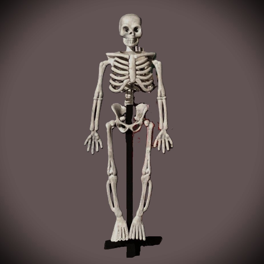Anatomiskt skelett på fot